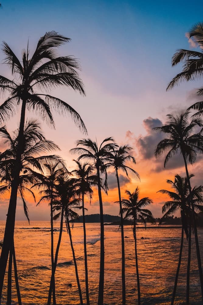 Leopard safari landscape for Sri Lanka wildlife and coast itinerary